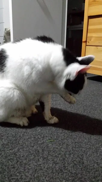 D18 marshall is back at 3am 18 april 2018 (1)